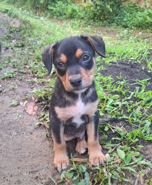 PAPOA, Chiot mâle Berger Créole