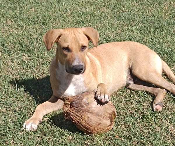 ATCHI, Mâle junior Berger Créole