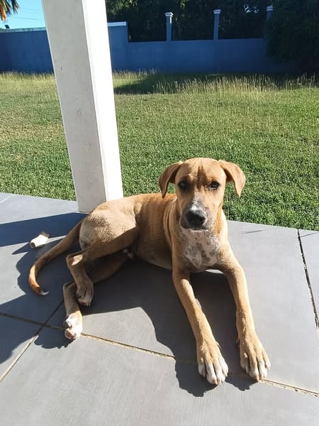 ATCHI, Mâle junior Berger Créole