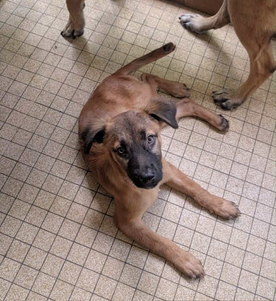 À L’ADOPTION , HOPE, adorable petite femelle CREOLE fauve à masque noir