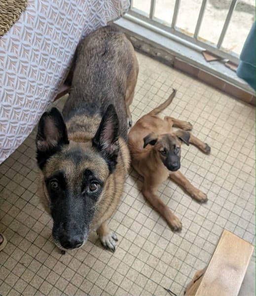 À L’ADOPTION , HOPE, adorable petite femelle CREOLE fauve à masque noir