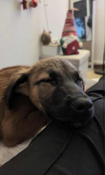 À L’ADOPTION , HOPE, adorable petite femelle CREOLE fauve à masque noir