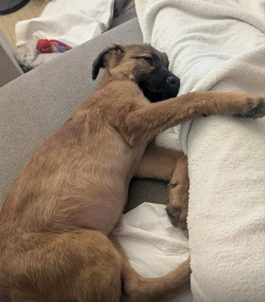 À L’ADOPTION , HOPE, adorable petite femelle CREOLE fauve à masque noir