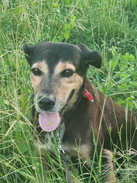 BOLT,  Chien adulte Berger Créole