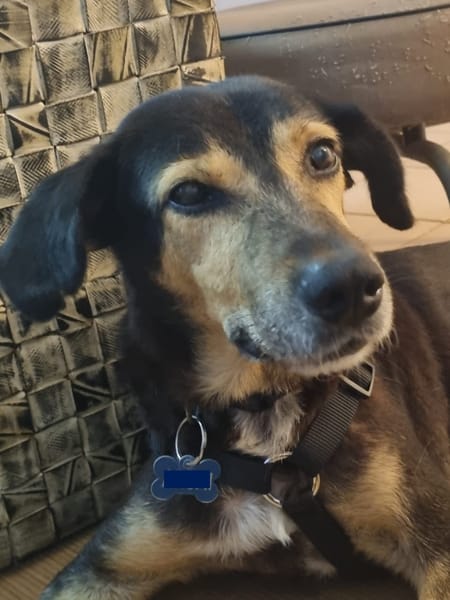 BOLT,  Chien adulte Berger Créole