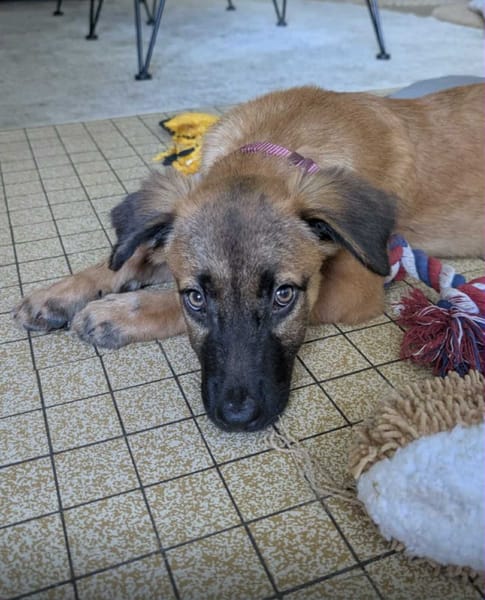 À L’ADOPTION , HOPE, adorable petite femelle CREOLE fauve à masque noir