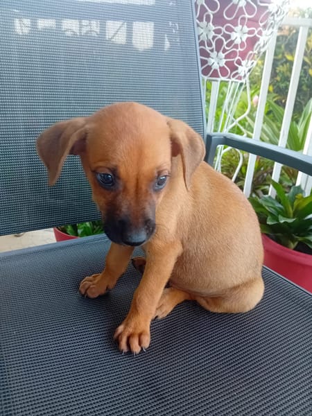 🐾 À L’ADOPTION – RUSH, le petit compagnon toujours partant ! 🐾