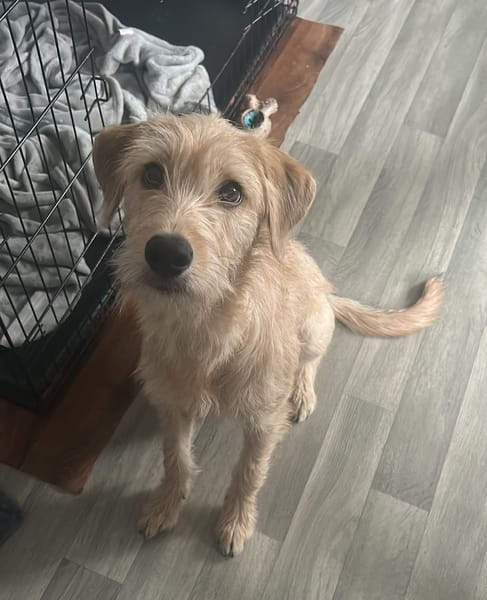 MANHATTAN, Femelle junior croisée