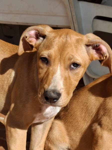 MOÏRA, chiot Berger Créole femelle