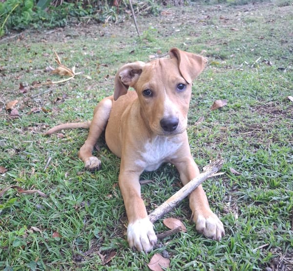 MOÏRA, chiot Berger Créole femelle