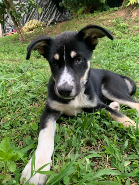 TOUPI, chiot Croisé Husky