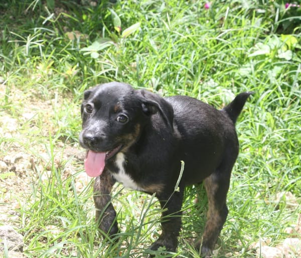 ALOE, chiot Berger Créole, femelle