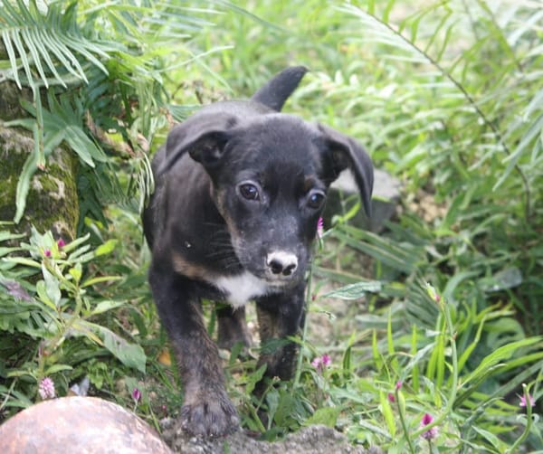 ALOE, chiot Berger Créole, femelle