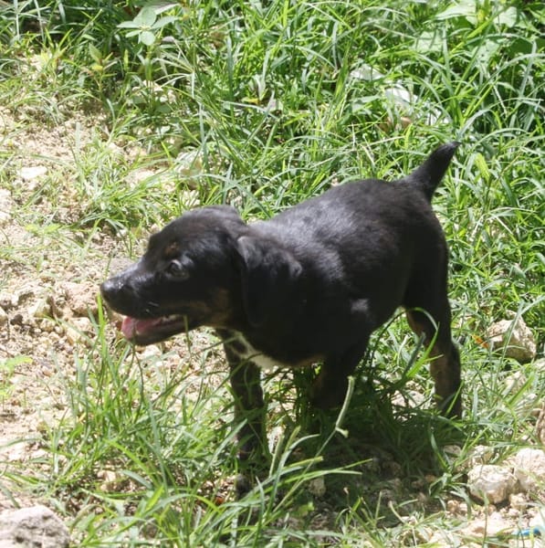 ALOE, chiot Berger Créole, femelle