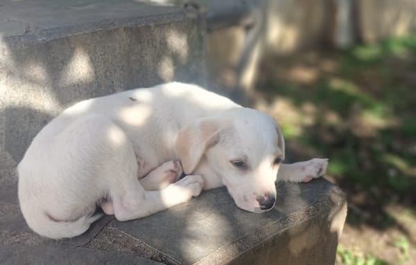 DALLAS, chiot Croisé Labrador mâle