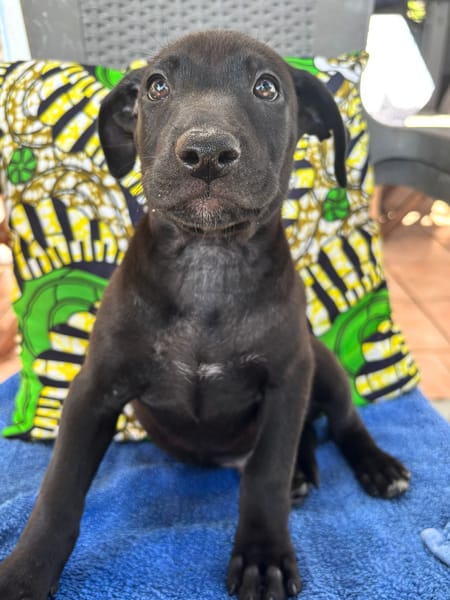 GUIZMO, Chiot mâle Croisé Labrador