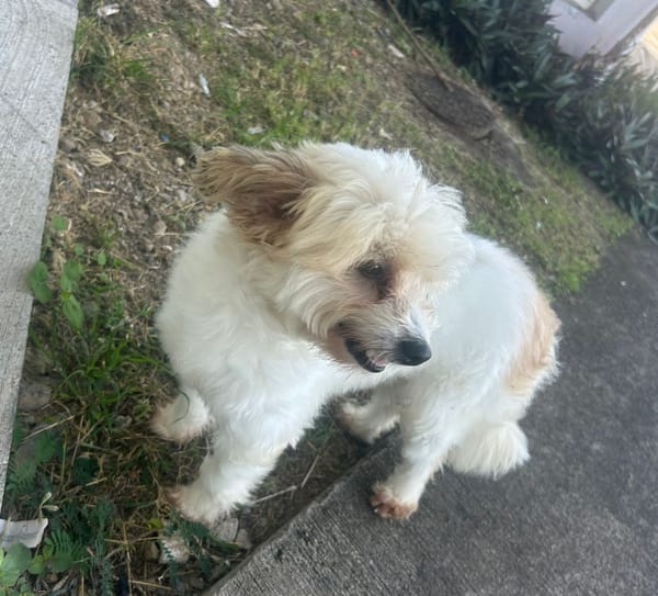 HONEY, Femelle Croisée Spitz Bichon,