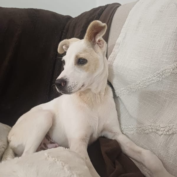 HOWDY, Chiot Berger Créole