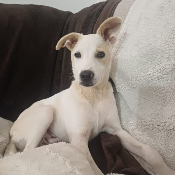 HOWDY, Chiot Berger Créole