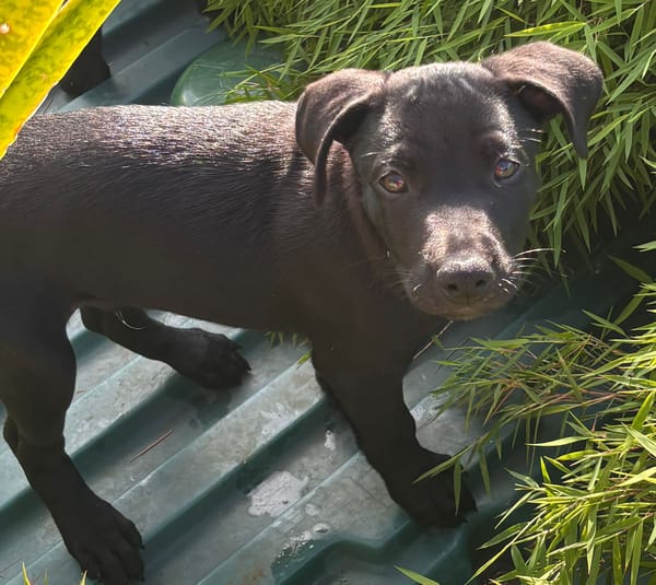 LOCKY, Chiot mâle Croisé Labrador