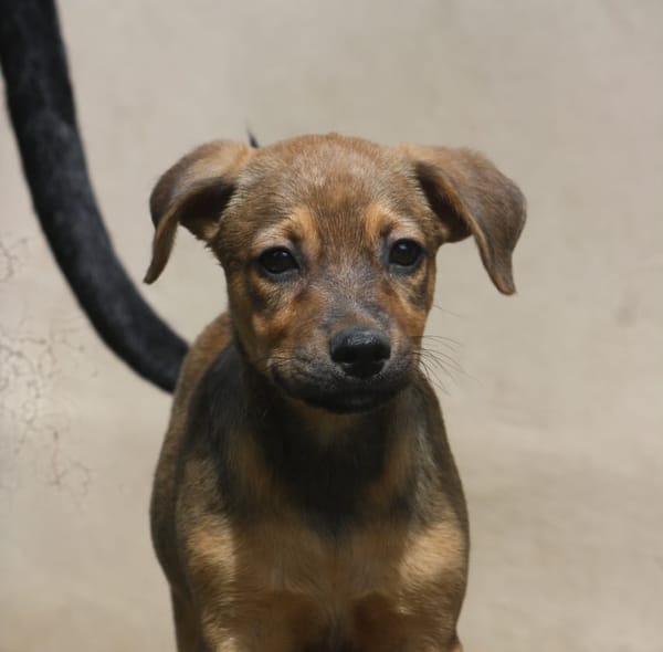 VERA, chiot femelle Berger Créole