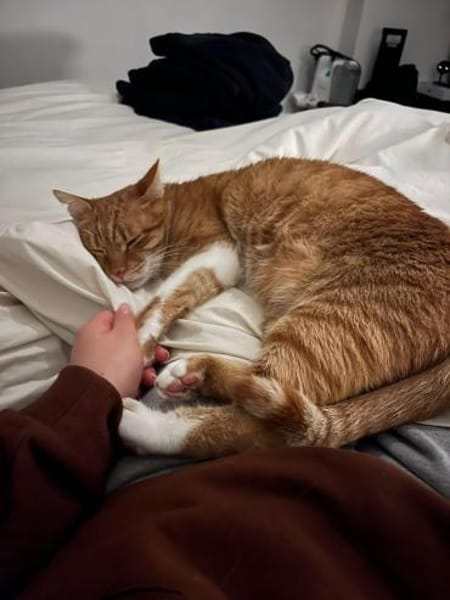 Freundlicher ime (Simon)