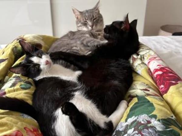 Bergamo möchte zu Ihnen gehören