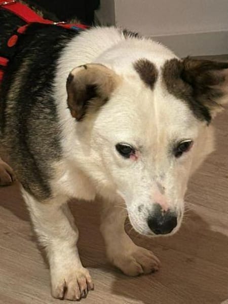 Felix - ein sensibler Begleiter