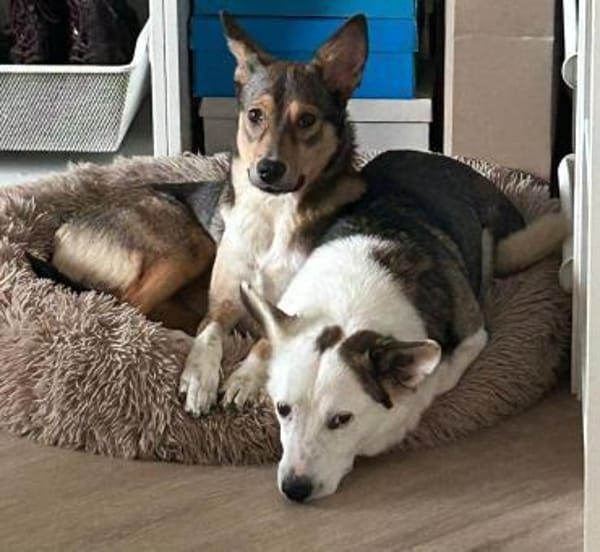 Felix - ein sensibler Begleiter