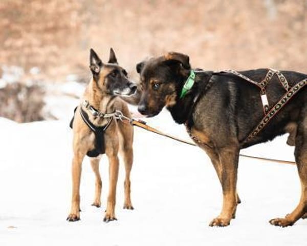 Loki - lernt gerne Tricks