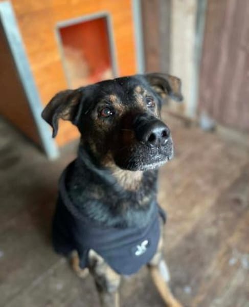 Loki - lernt gerne Tricks