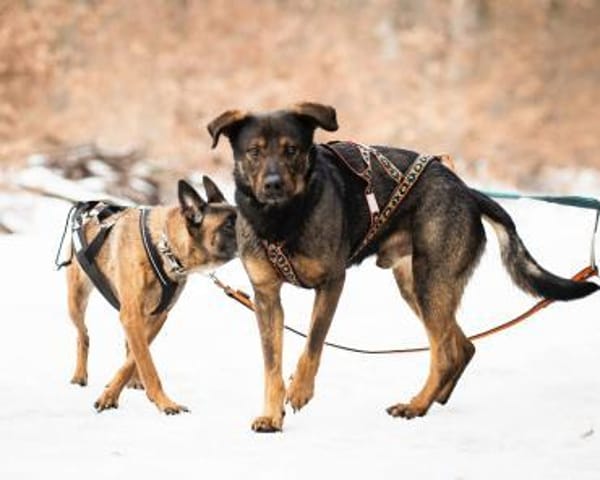 Loki - lernt gerne Tricks