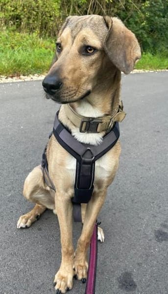 Obi, geb. ca.12/2023, 89081 Ulm-Oststadt