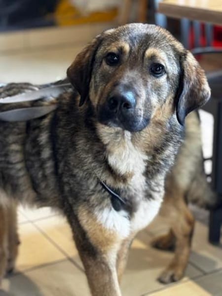 Jimmy ein Traum von Hund .....