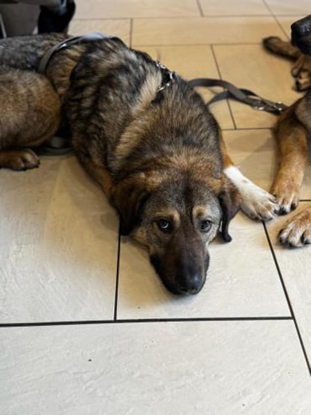 Jimmy ein Traum von Hund .....