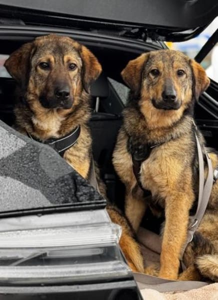 Jimmy ein Traum von Hund .....