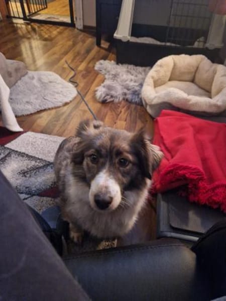 Natalie 3-jährige Mischlingshündin