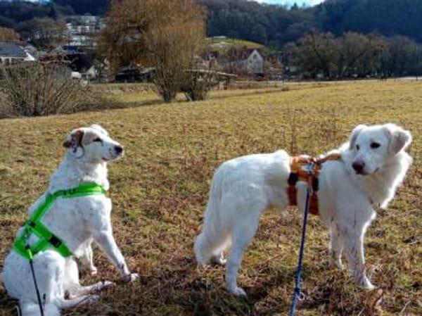 Zorro möchte zu Ihrer Familie gehören
