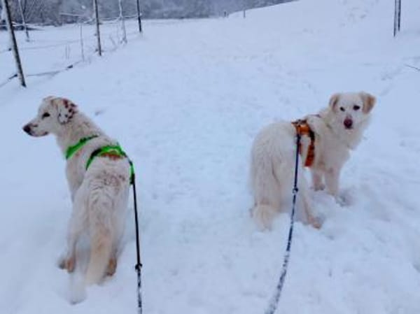 Zorro möchte zu Ihrer Familie gehören