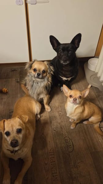 🐶 Maxi 💙1,5 Jahre Chihuahua Mix