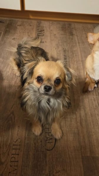 🐶 Maxi 💙1,5 Jahre Chihuahua Mix