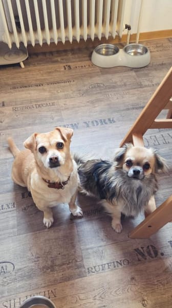 🐶 Maxi 💙1,5 Jahre Chihuahua Mix