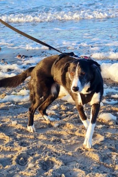 Genießerschnute ♥Mona♥ in 01640 Coswig