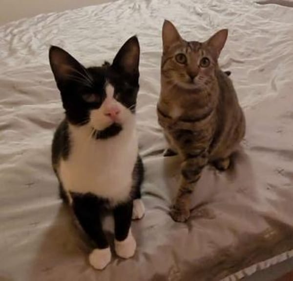 Tapfere Tracy sucht Zuhause