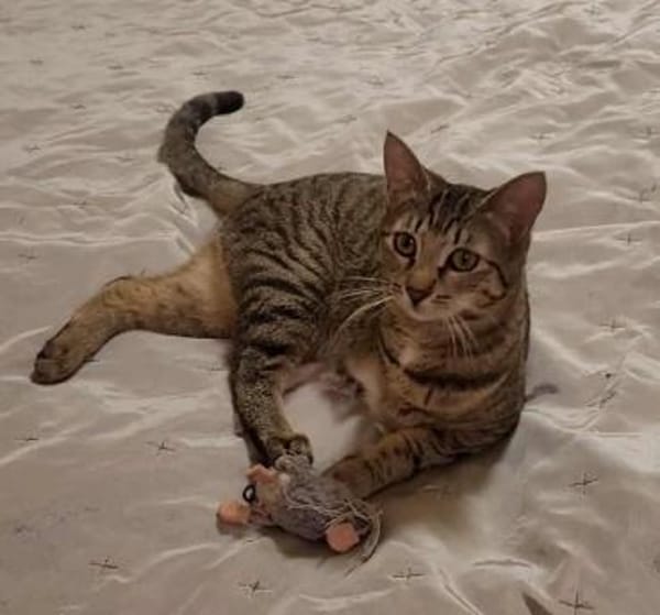 Tapfere Tracy sucht Zuhause