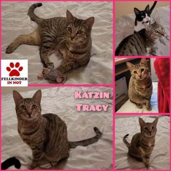 Tapfere Tracy sucht Zuhause