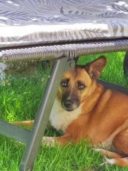 FEEBEE sucht ruhiges, liebes Zuhause