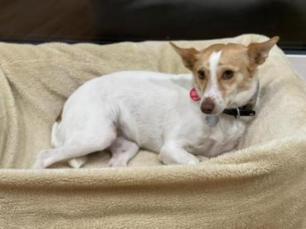 Travel sucht leider ein neues Zuhause