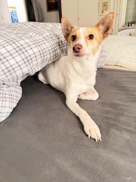 Travel sucht leider ein neues Zuhause