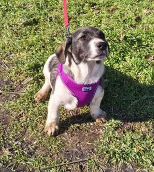 Adem ein tolles Kerlchen